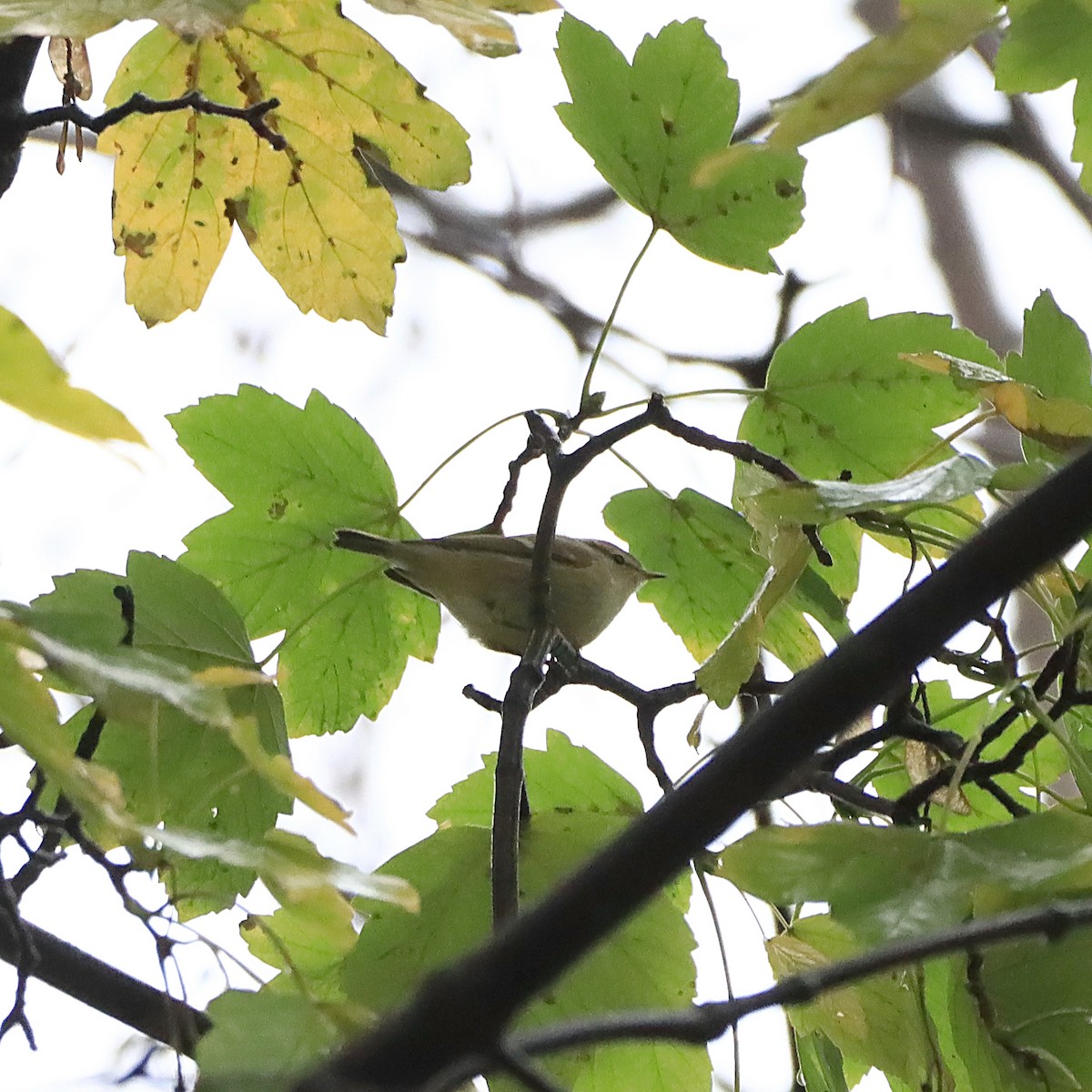 Хүмей дууч шувуу - ML644417320