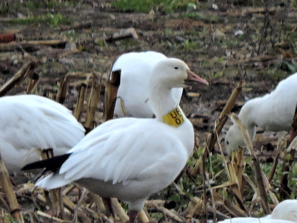 Snow Goose - ML644417325