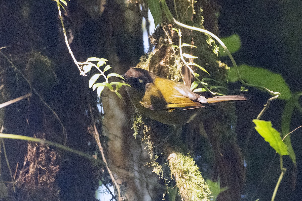 Common Chlorospingus - ML644417326