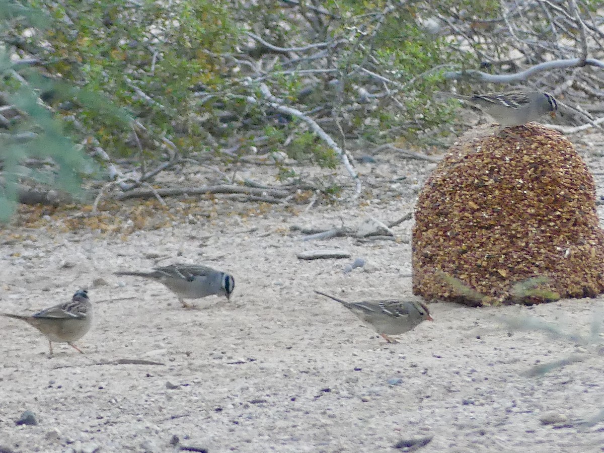 Белобровая овсянка - ML644417328