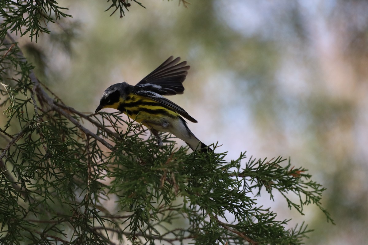 シロオビアメリカムシクイ - ML644417340