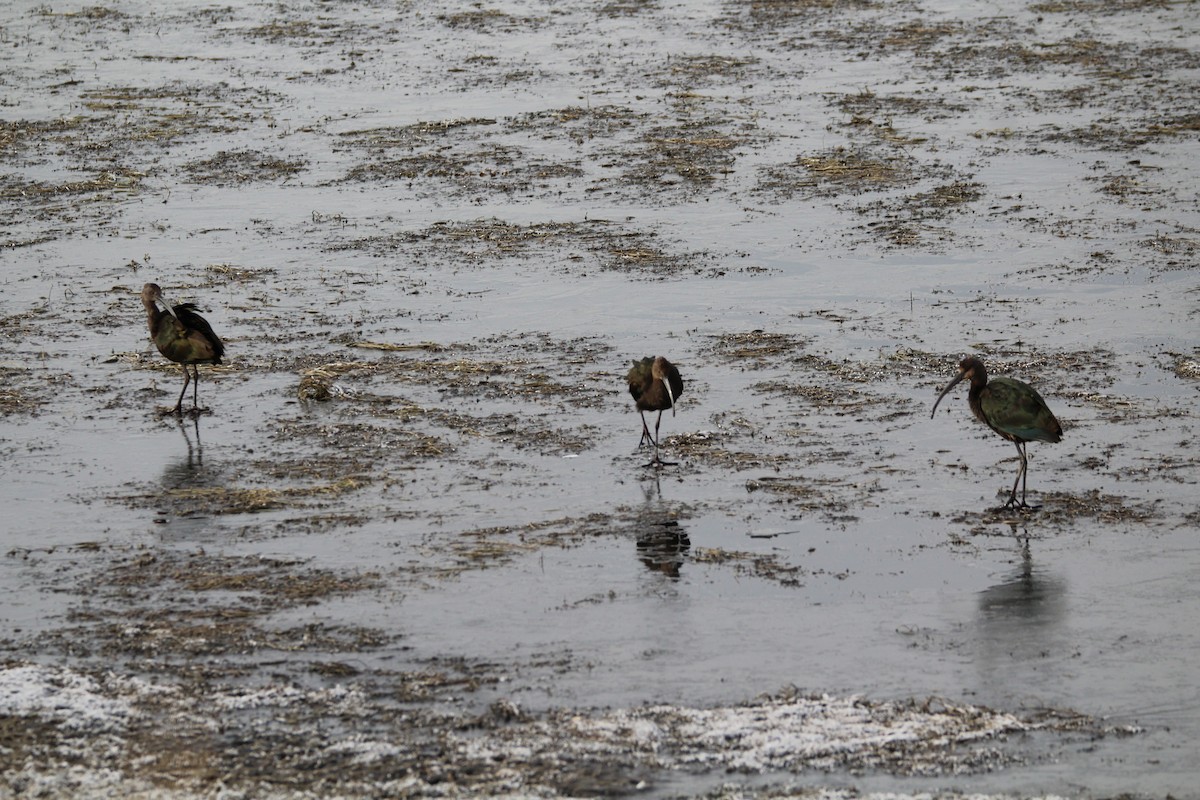 ibis americký - ML644417343