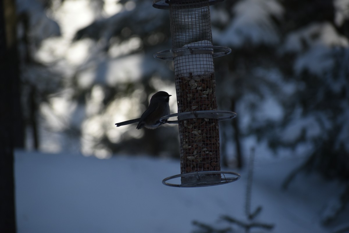 カナダコガラ - ML644417346