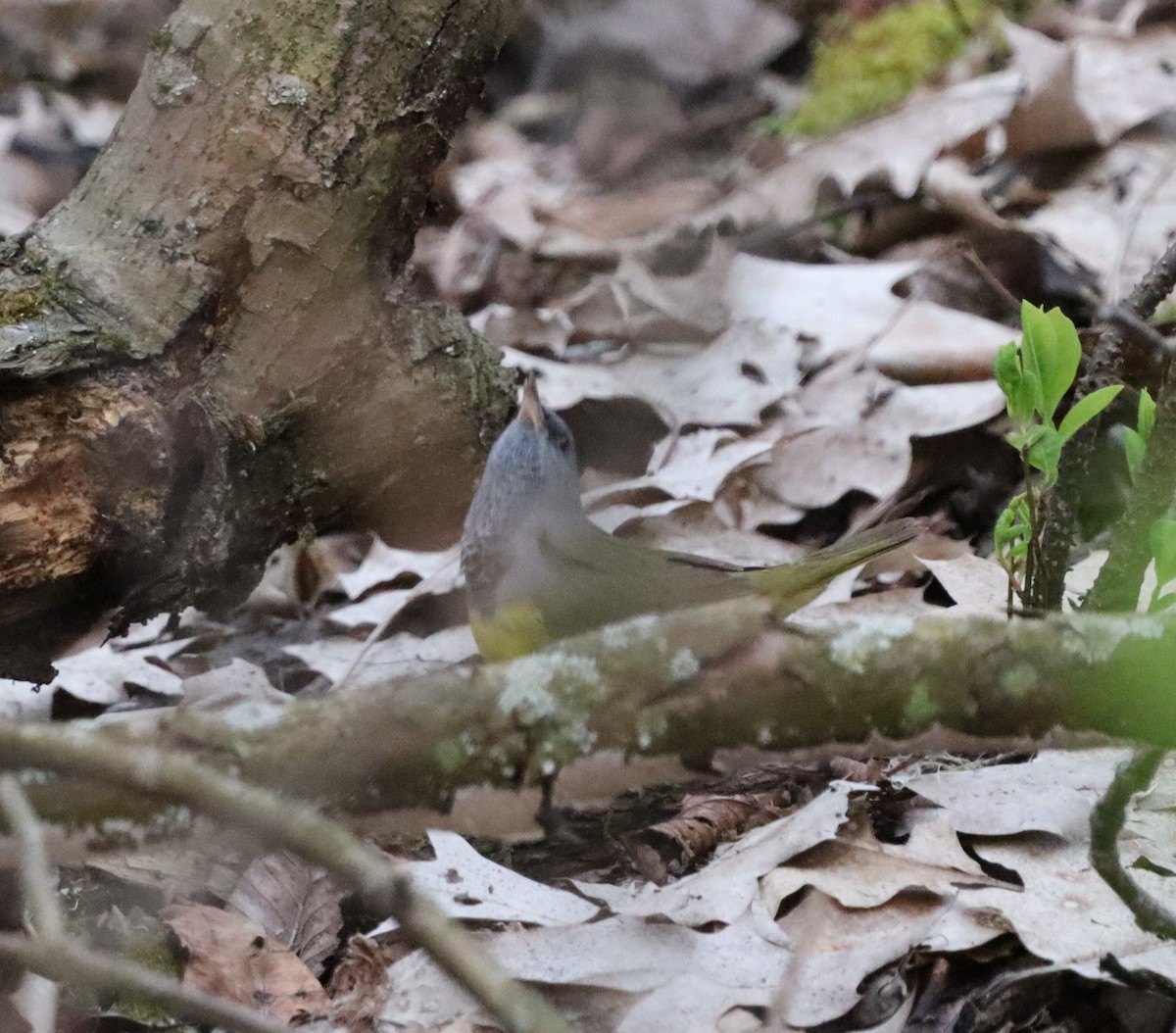 ノドグロアメリカムシクイ - ML644417347