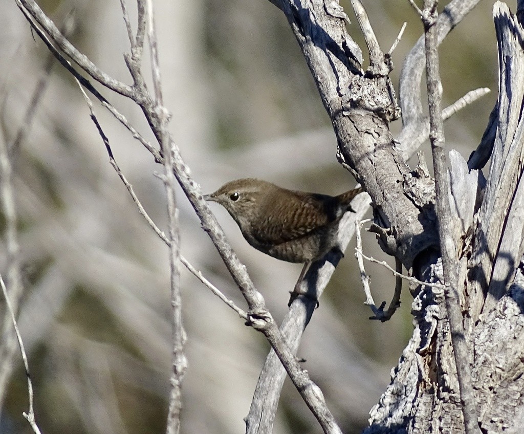 Northern House Wren - ML644417356