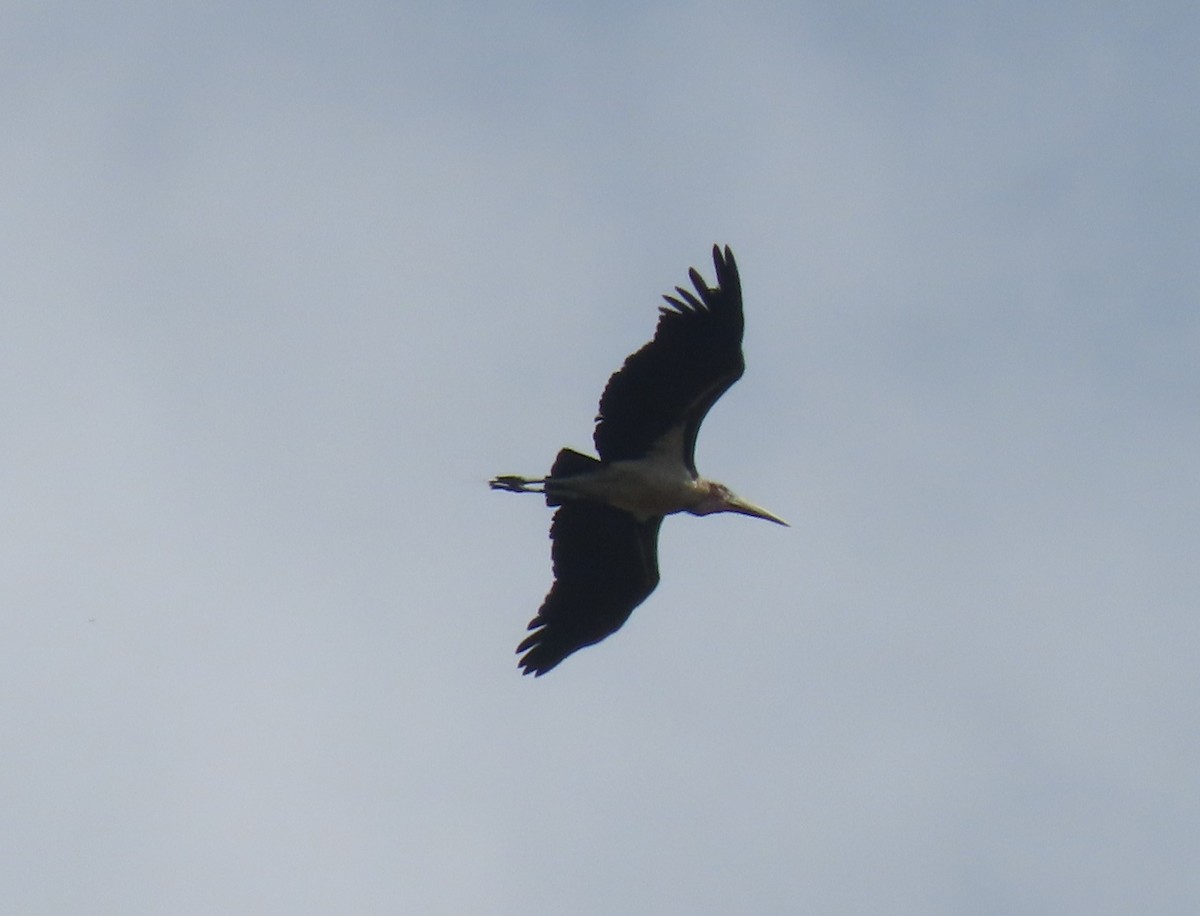Marabou Stork - ML644417357