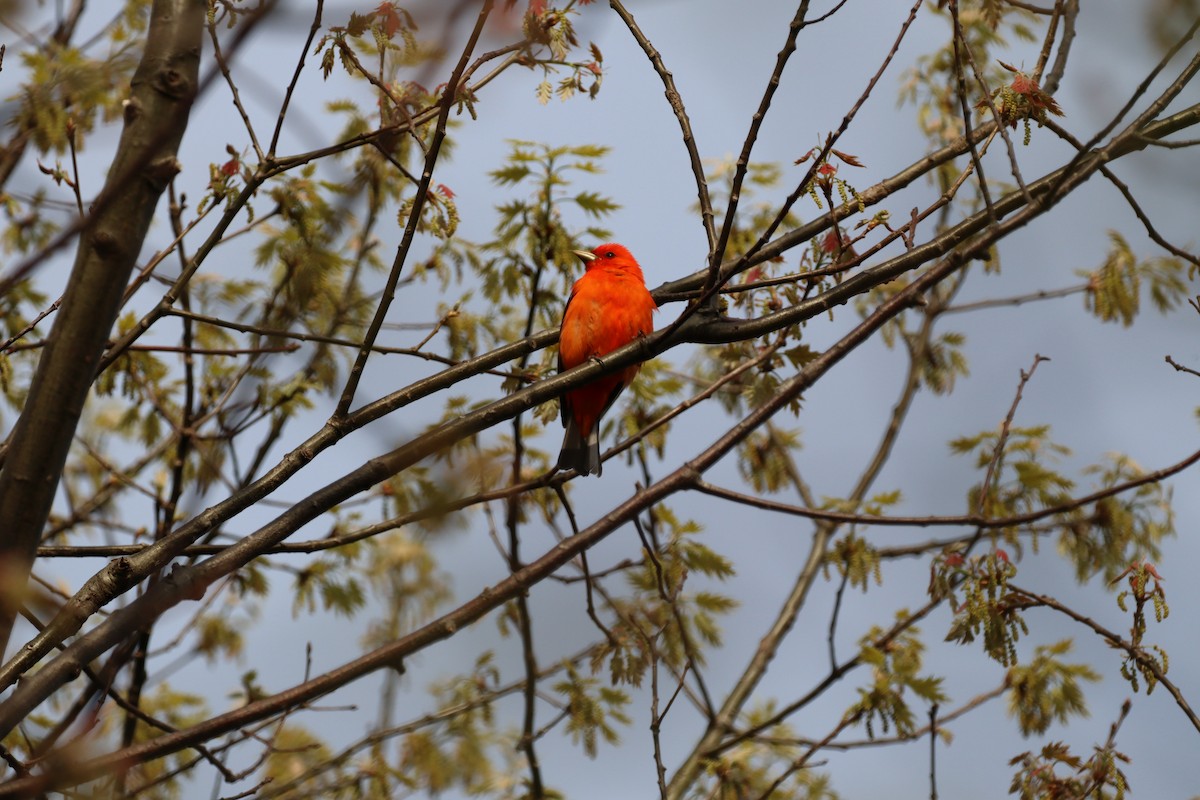 アカフウキンチョウ - ML644417367