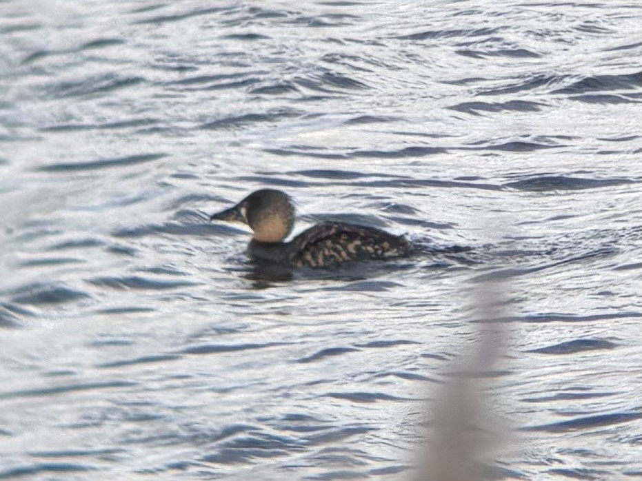 Pato Dorsiblanco - ML644417370