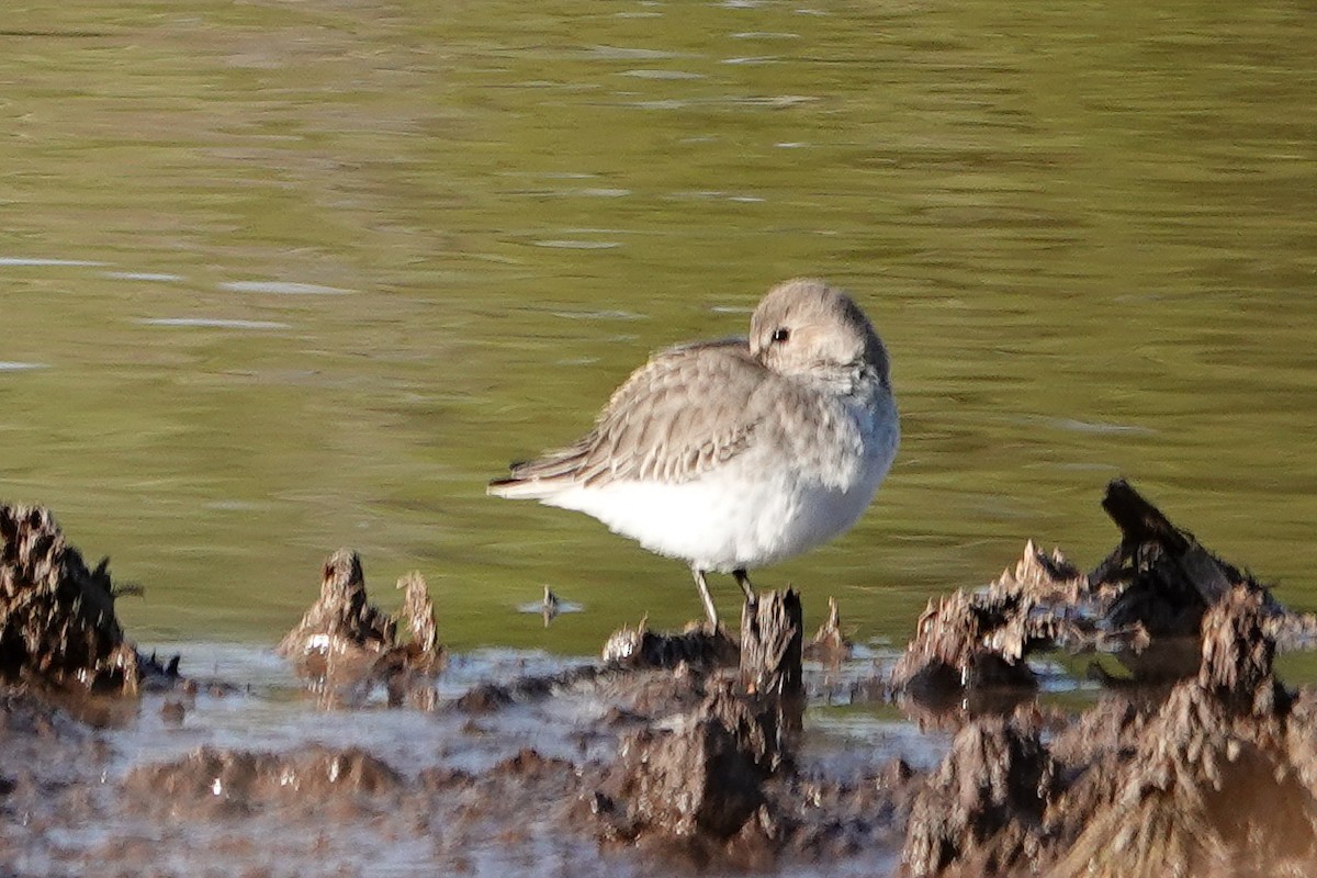 Dunlin - ML644417372