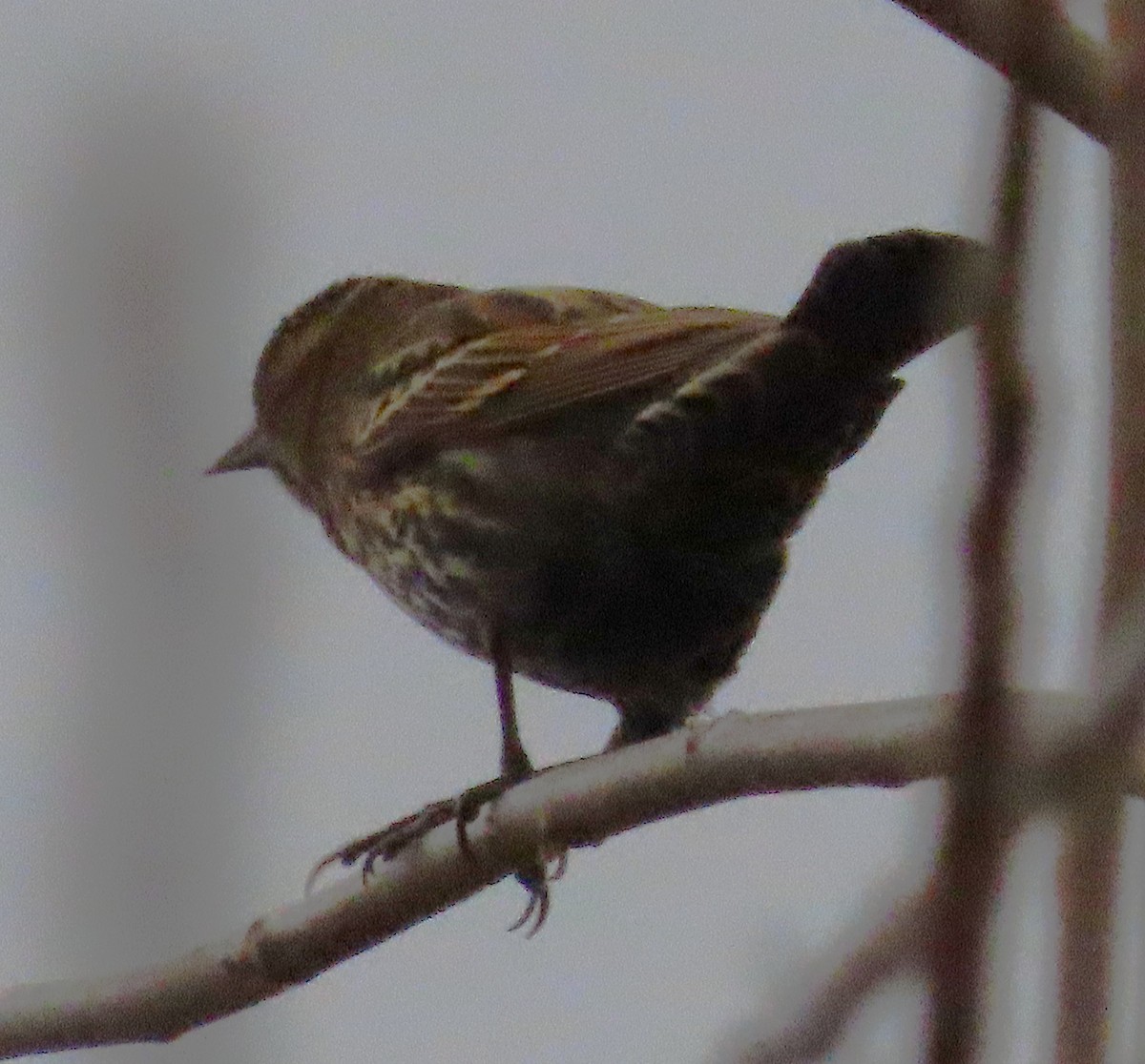 Al Kanatlı Karatavuk - ML644417379