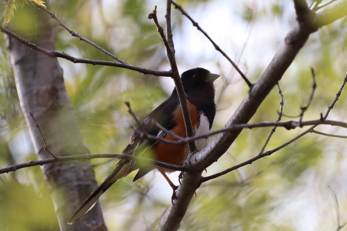 ワキアカトウヒチョウ - ML644417382