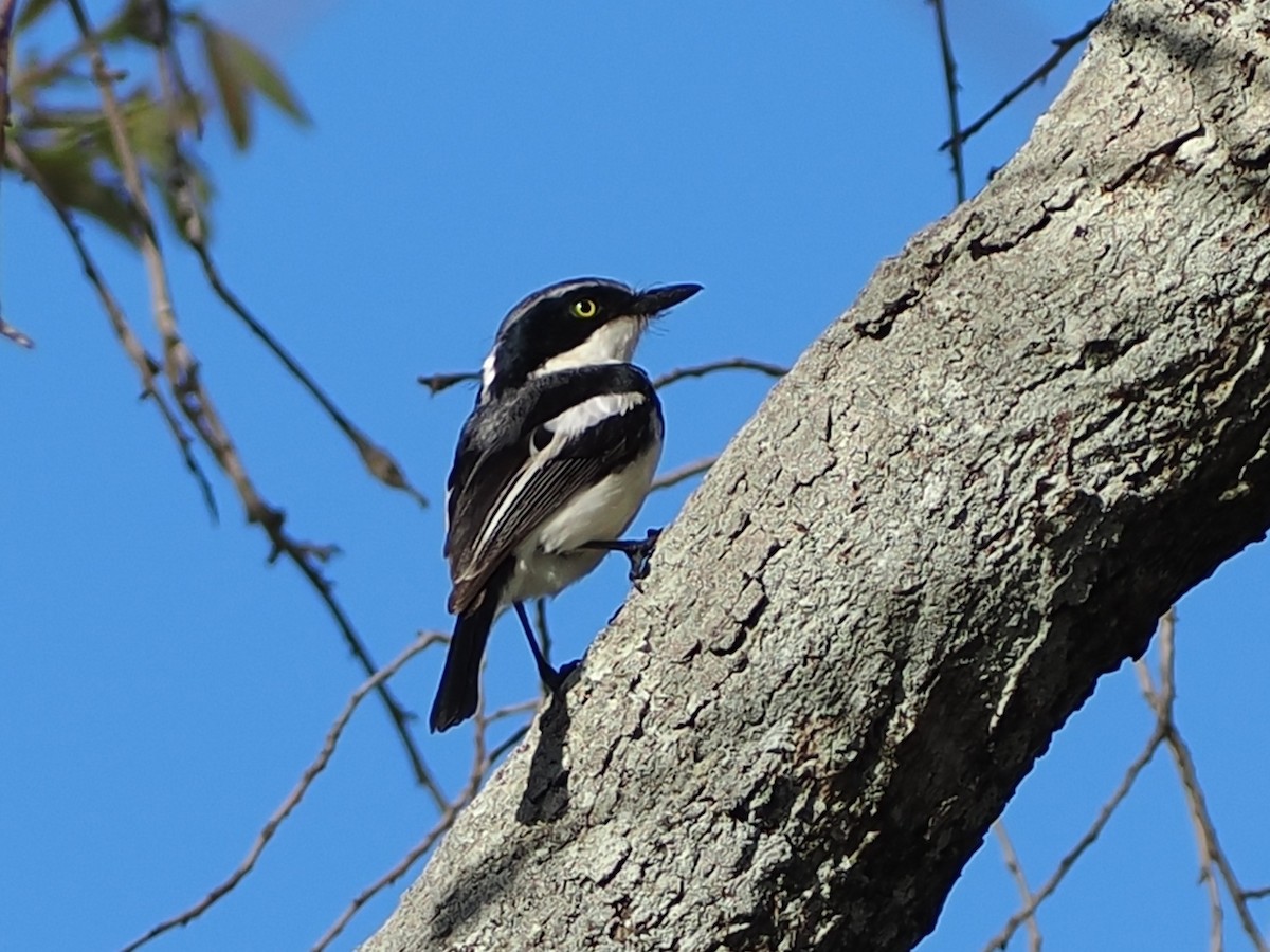 lesknáček obecný - ML644417385