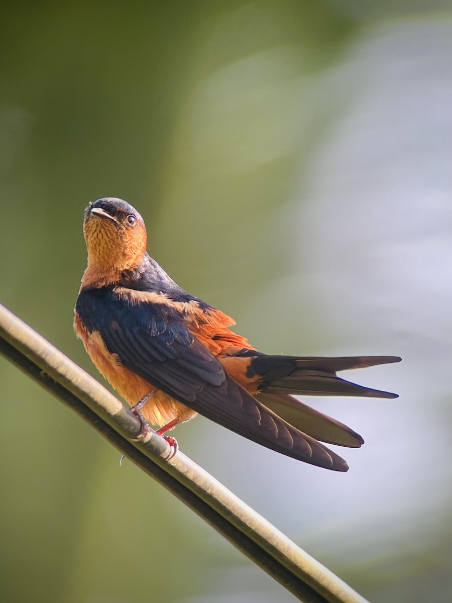 Sri Lanka Swallow - ML644417395