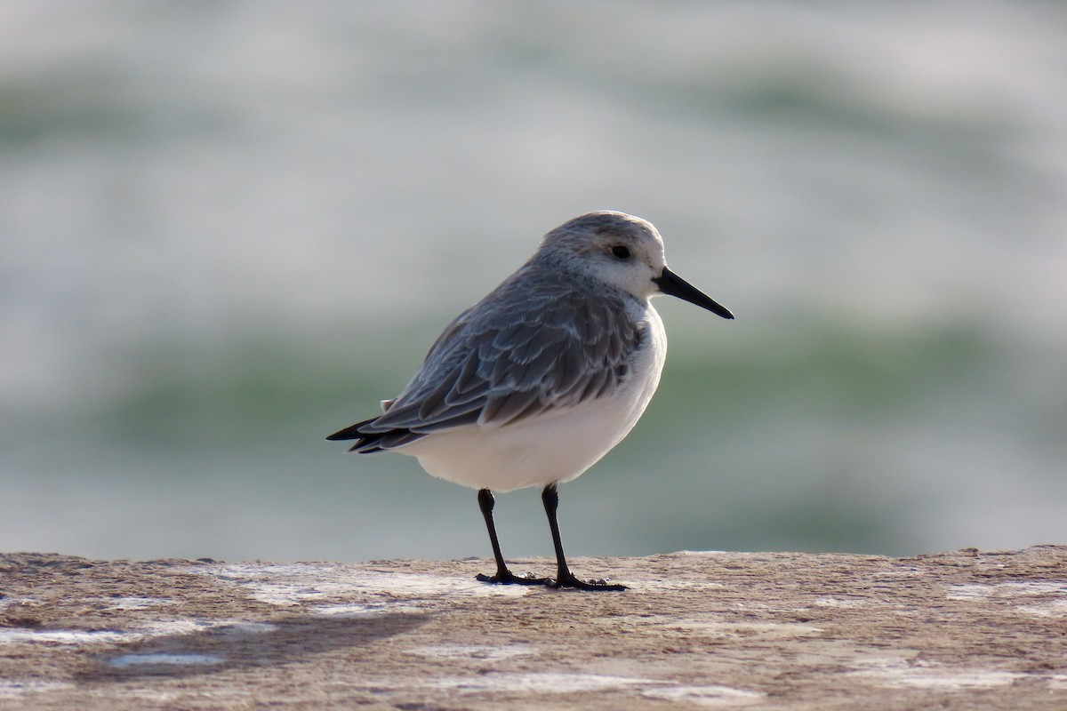 Sanderling - ML644417401