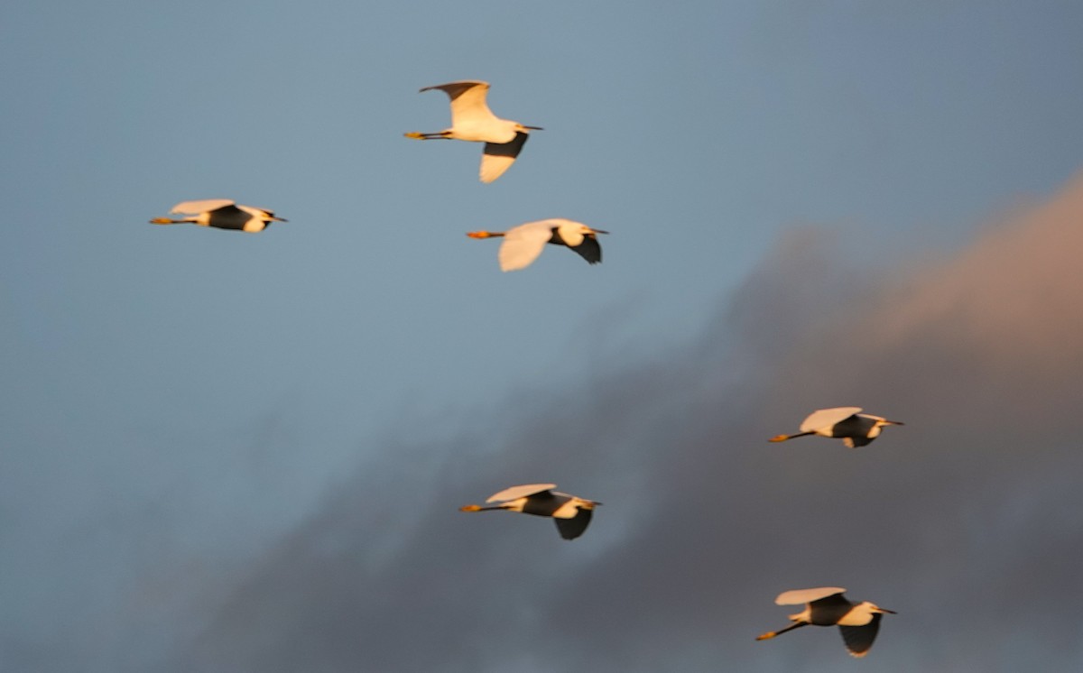 ユキコサギ - ML644417405