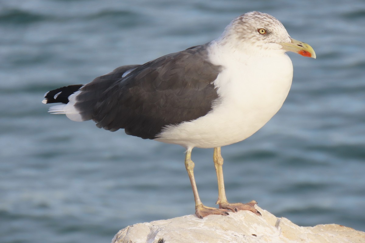 Lesser Black-backed Gull - ML644417406