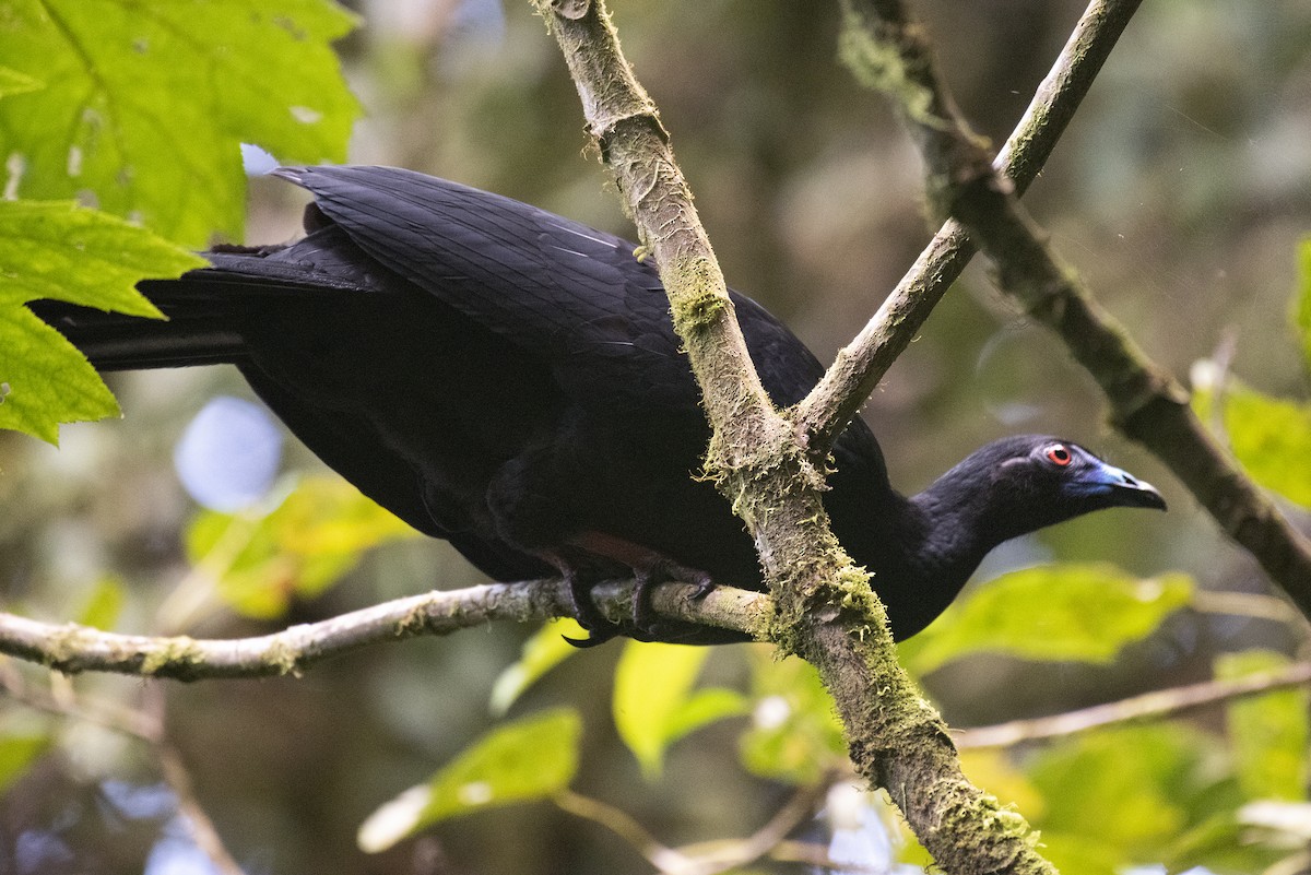 guan černý - ML644417419