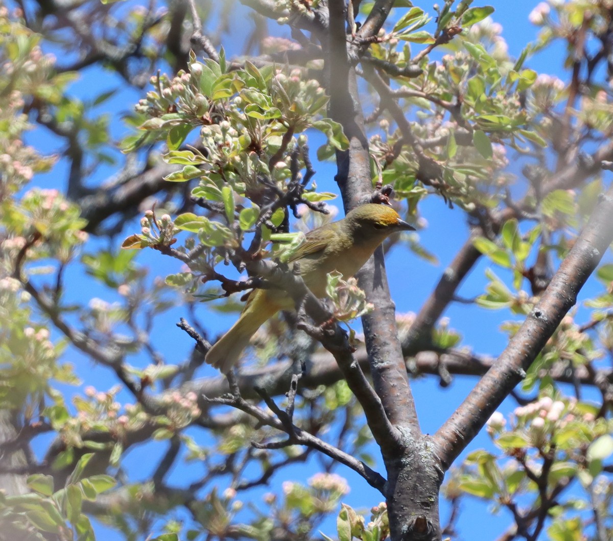 レンガフウキンチョウ - ML644417425