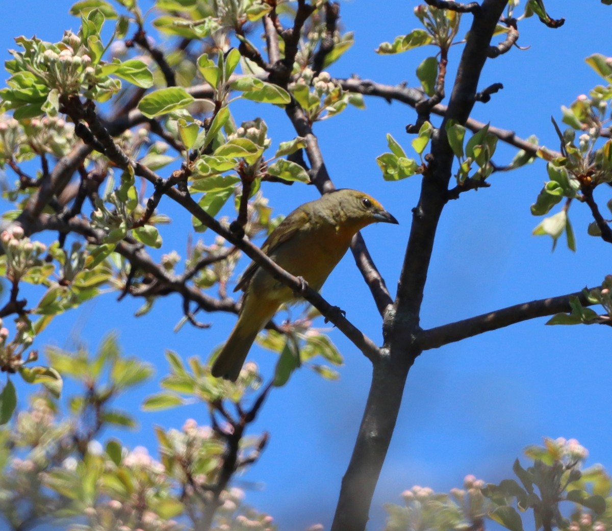 レンガフウキンチョウ - ML644417432