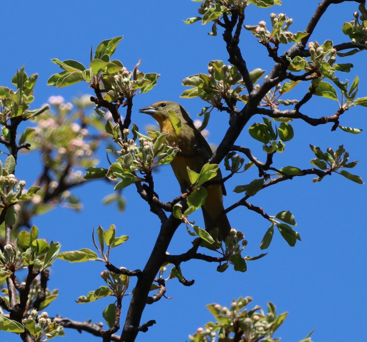 レンガフウキンチョウ - ML644417443