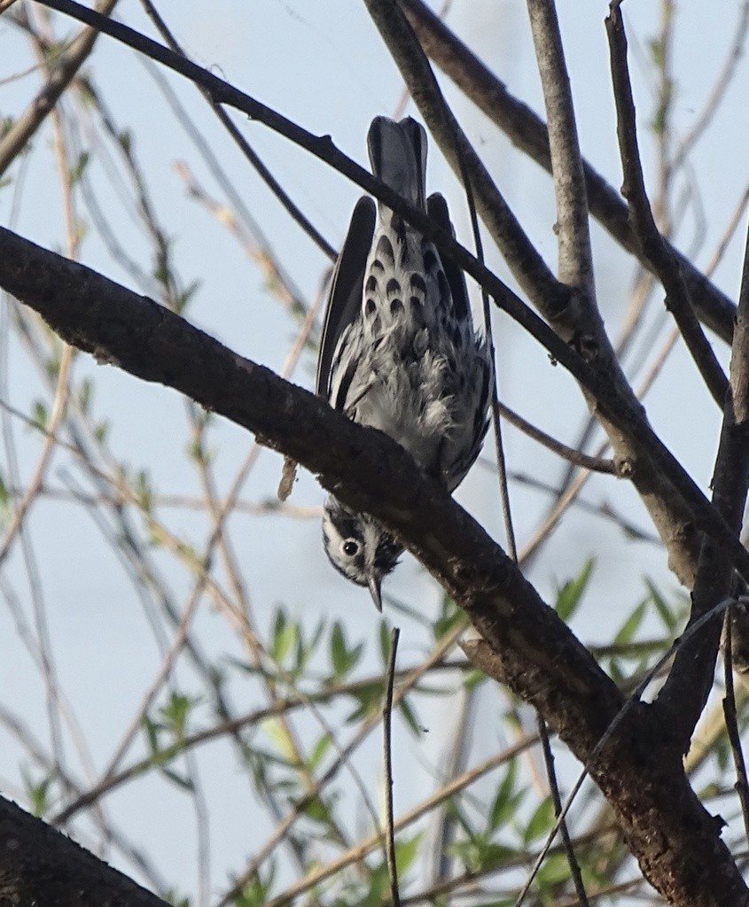 シロクロアメリカムシクイ - ML644417447