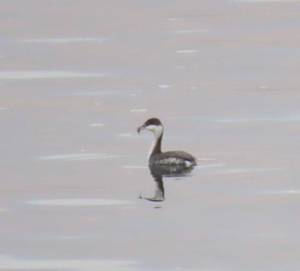 Horned Grebe - ML644417448