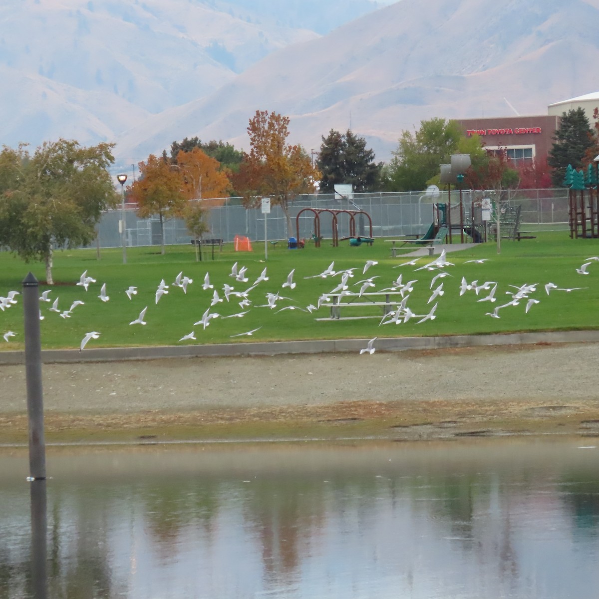 Bonaparte's Gull - ML644417454