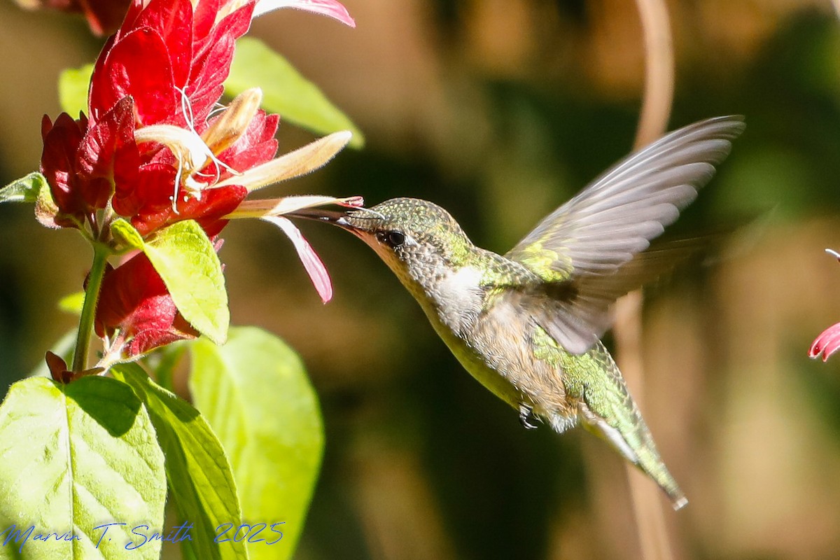 Ruby-throated Hummingbird - ML644417457