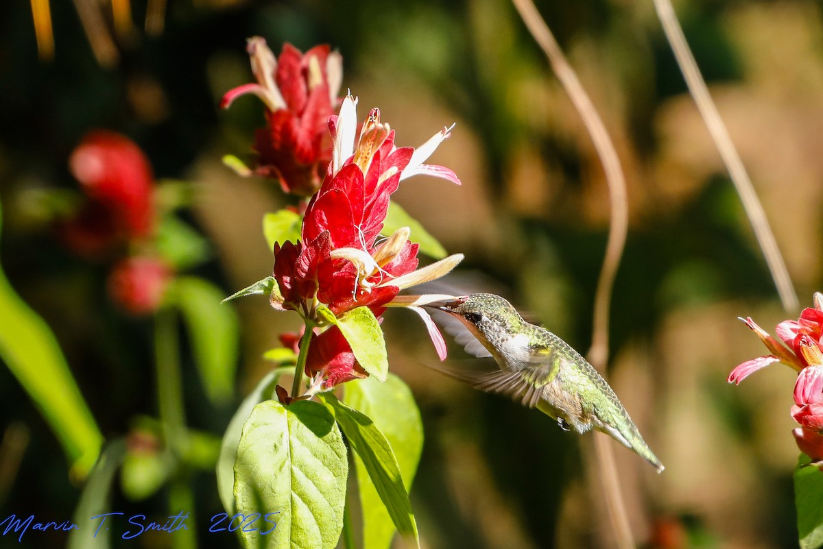 Ruby-throated Hummingbird - ML644417458