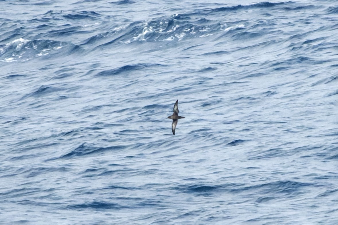 grålire - ML644417462