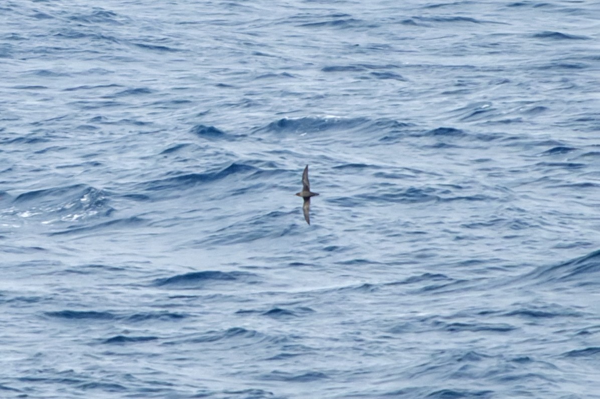 grålire - ML644417463