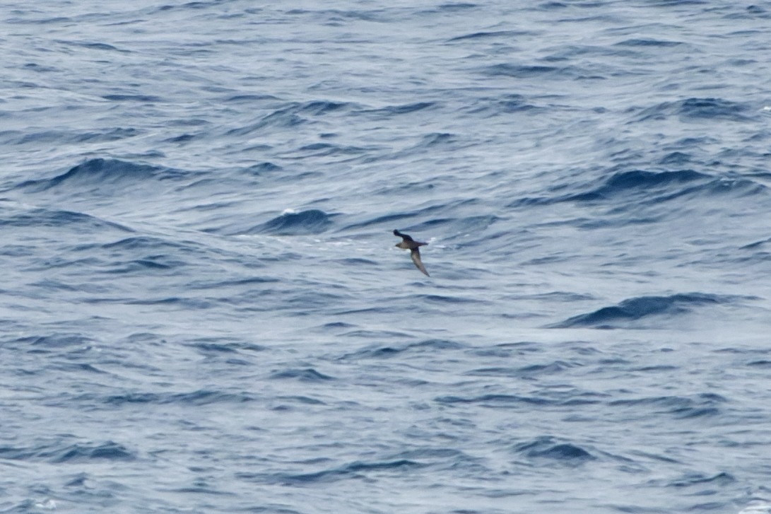 grålire - ML644417464