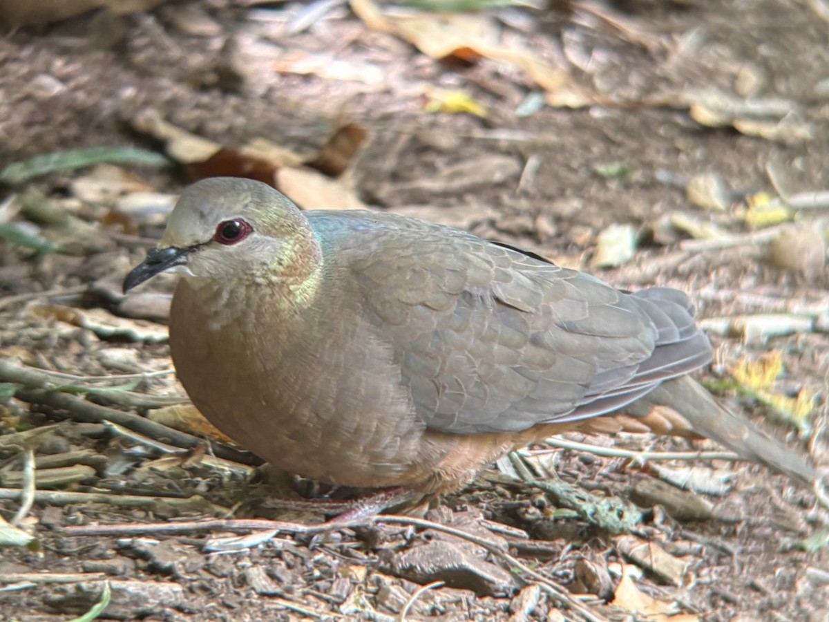 Lemon Dove - ML644417478