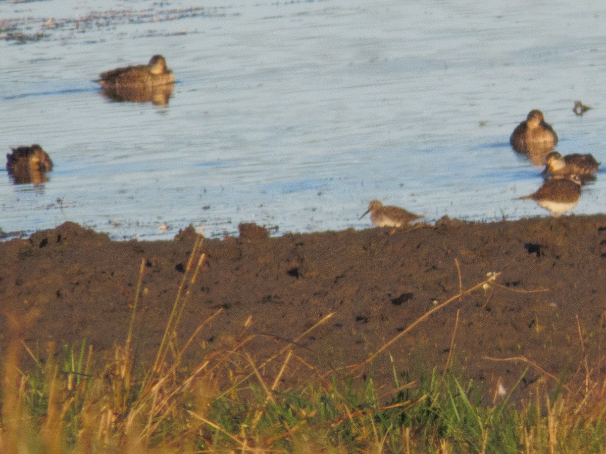 Dunlin - ML644417485