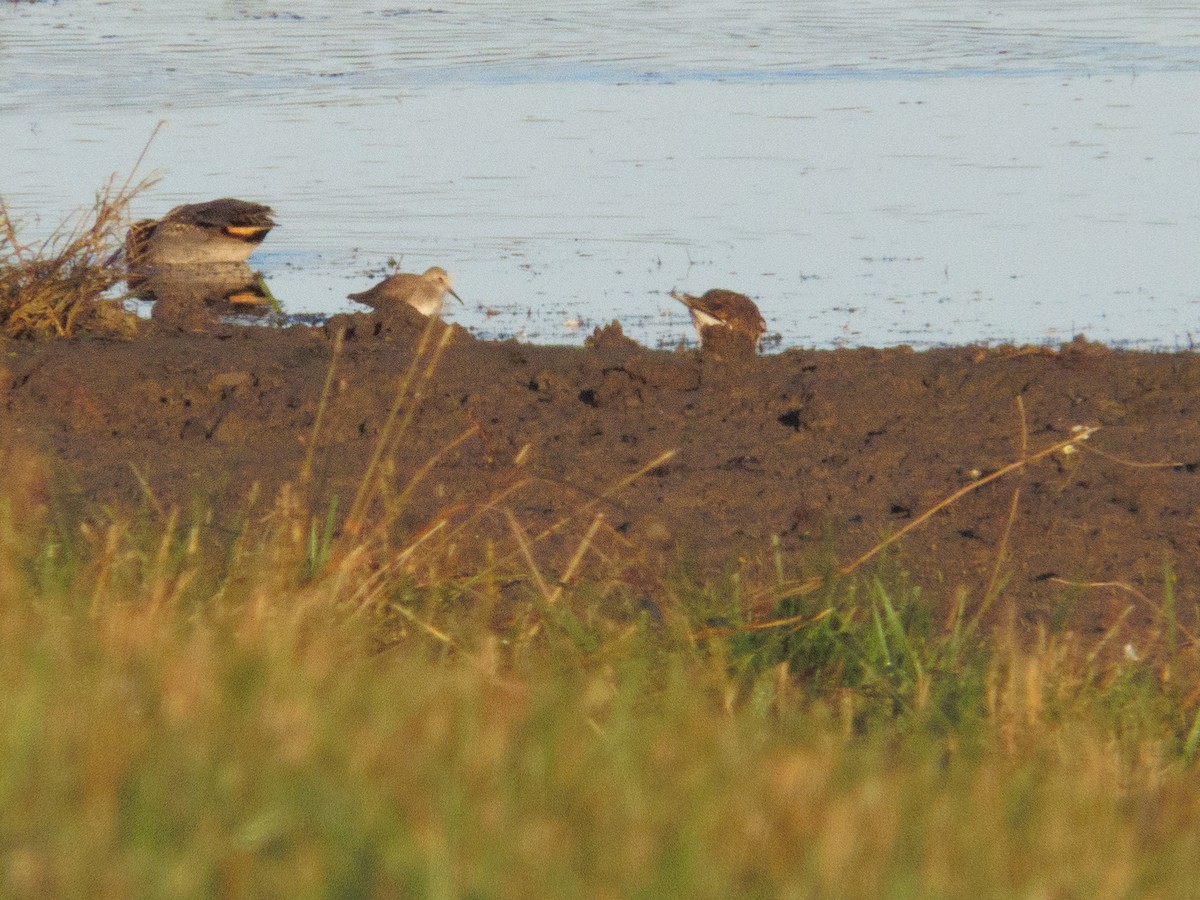 Dunlin - ML644417486