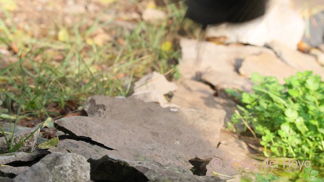 svarttrost - ML644417504