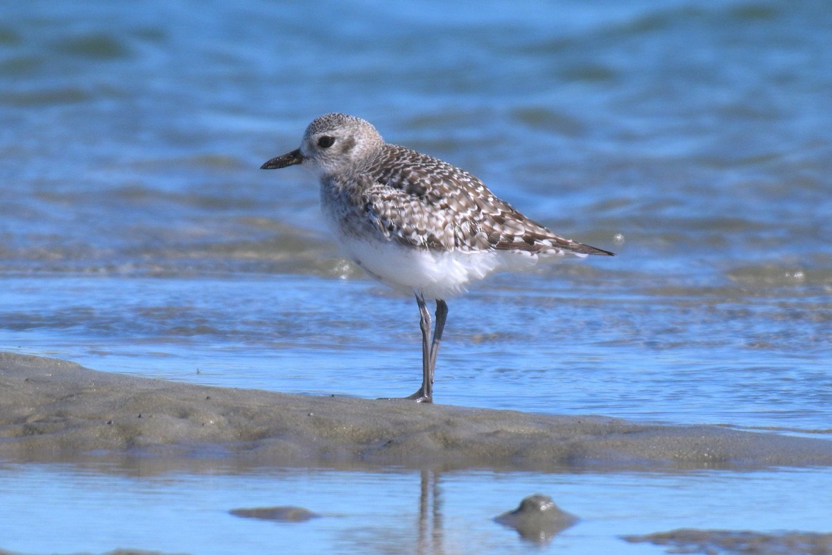 Буурал сүвээ цагаан - ML644417522