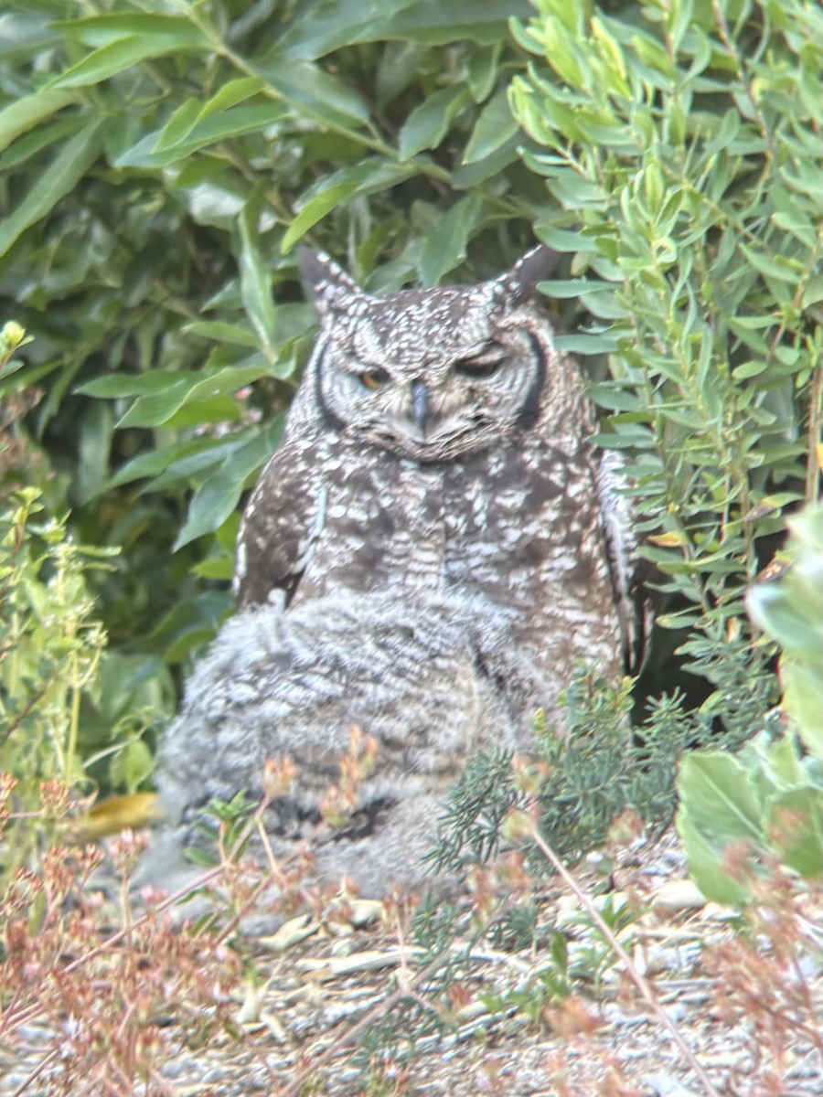 Grand-duc africain - ML644417523