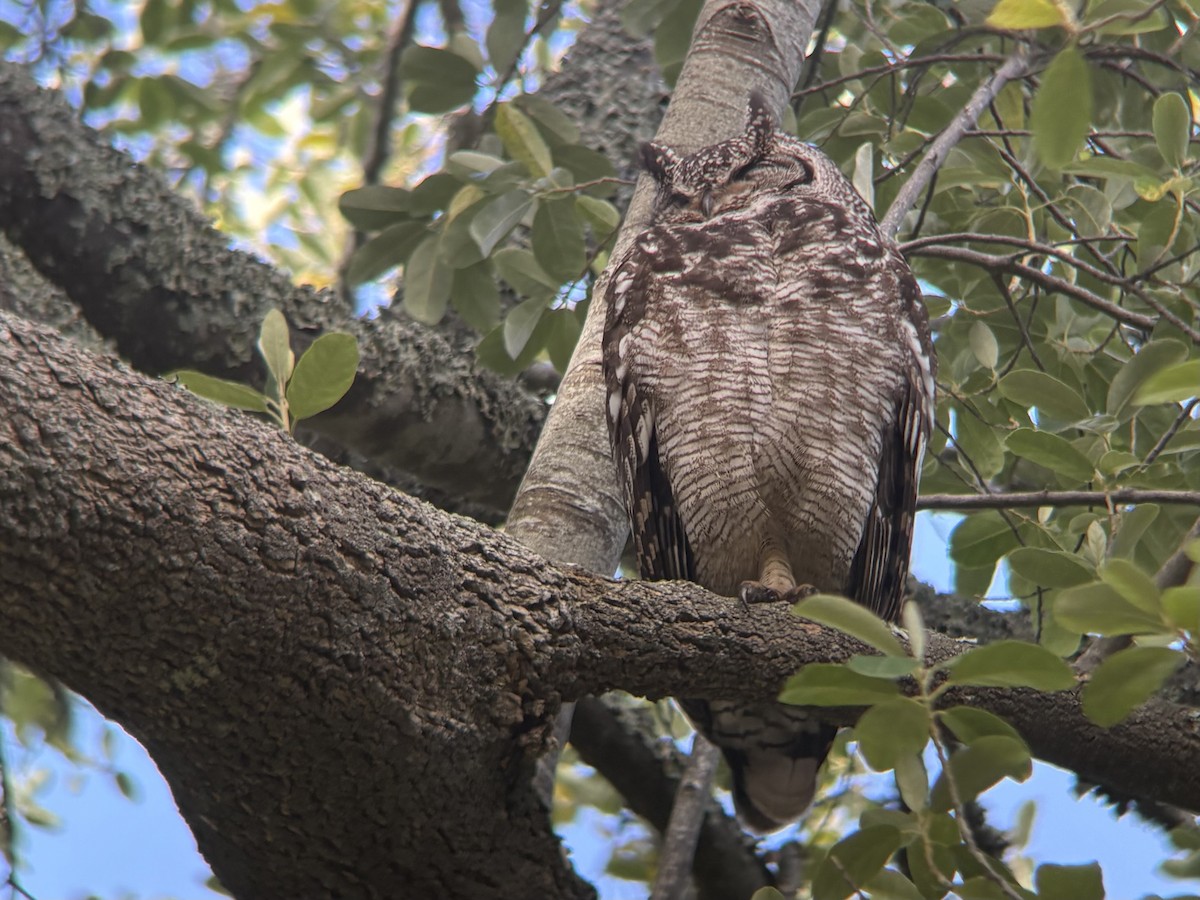 Grand-duc africain - ML644417524