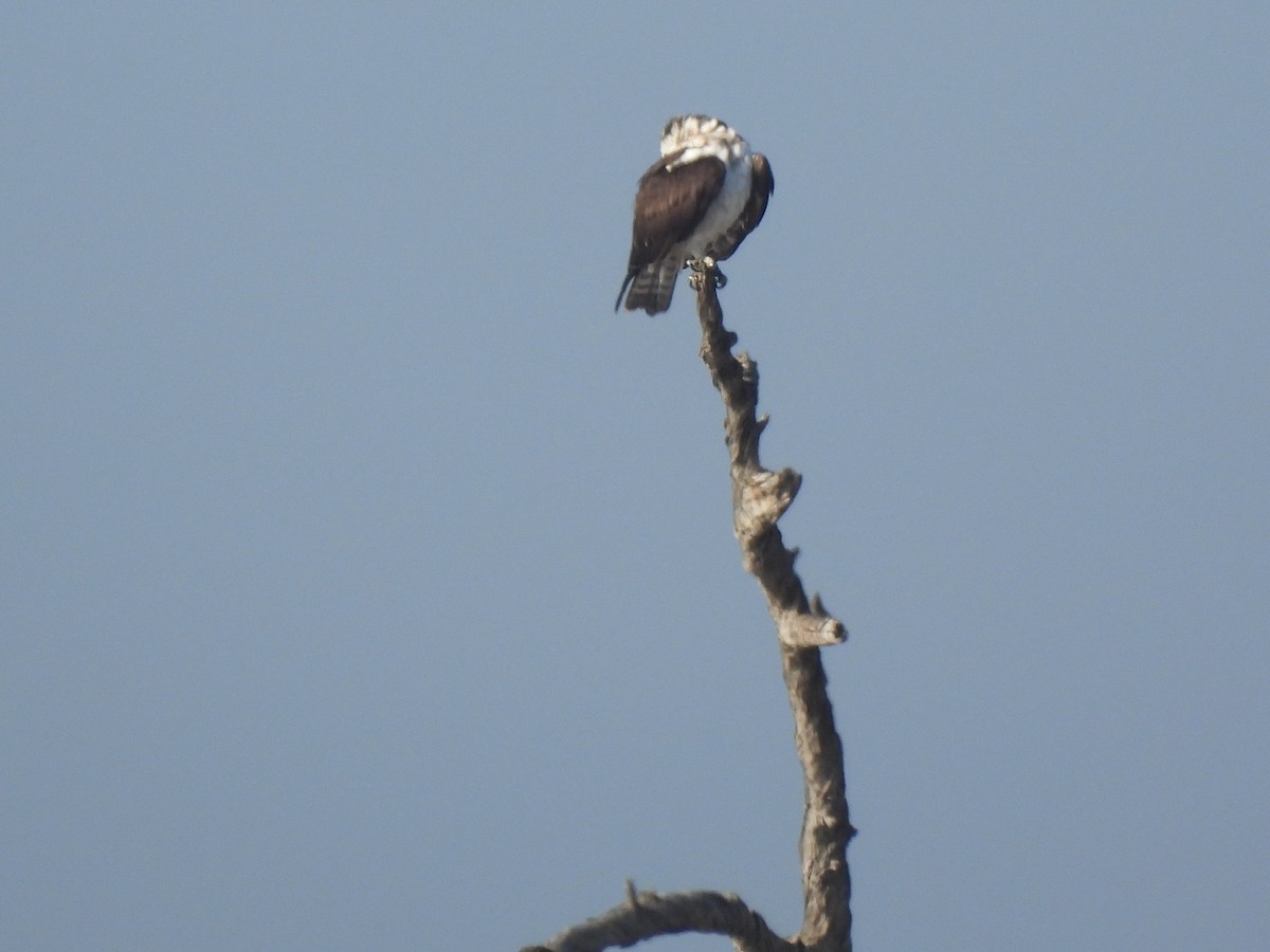 fiskeørn - ML644417525