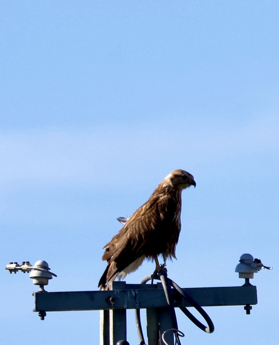 Long-legged Buzzard - ML644417527