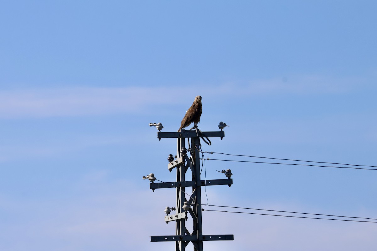 Long-legged Buzzard - ML644417528