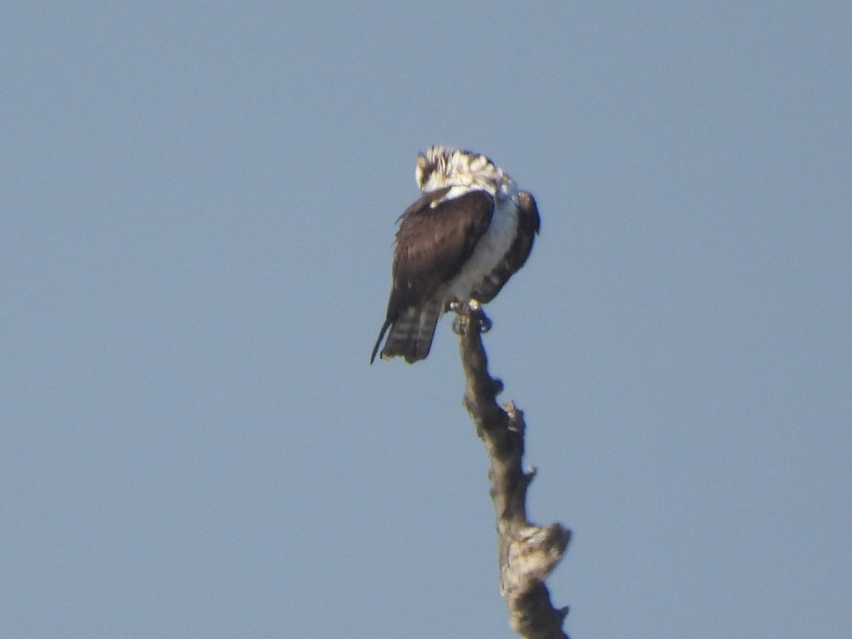 fiskeørn - ML644417538