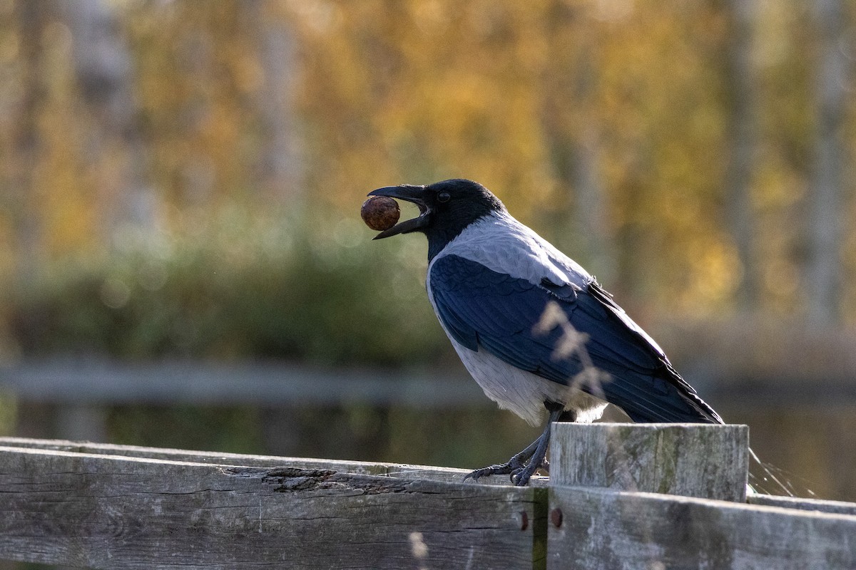 Саарал хэрээ - ML644417539