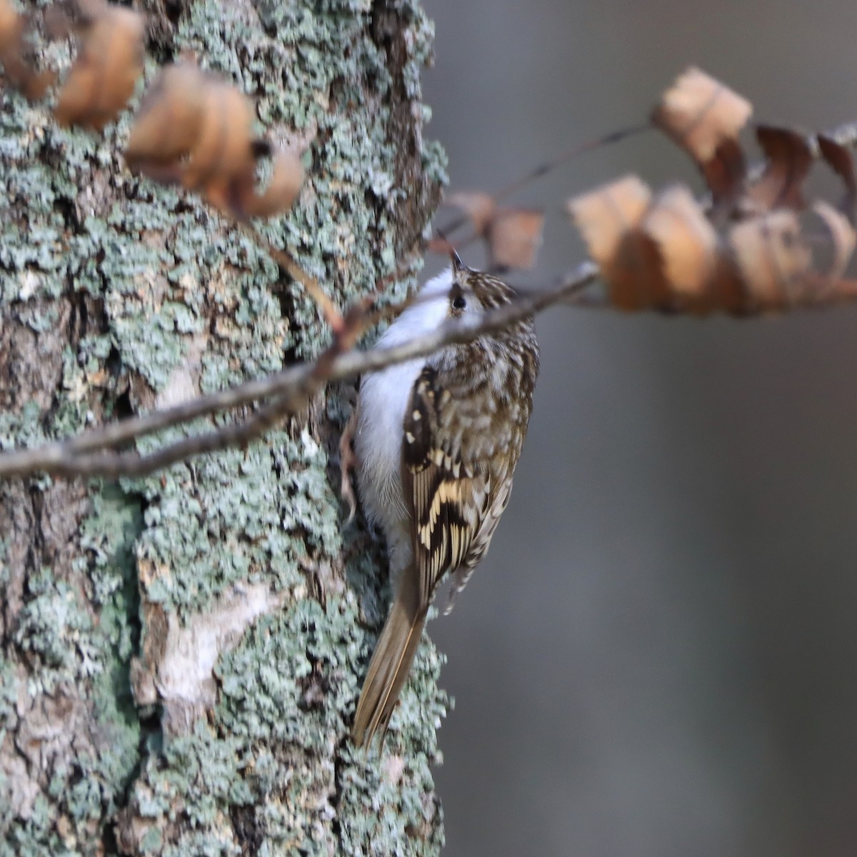 Хөвчийн бялзуумар - ML644417546