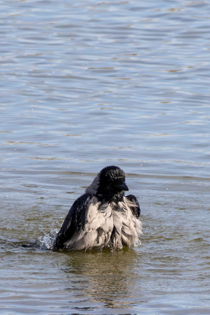 Саарал хэрээ - ML644417549