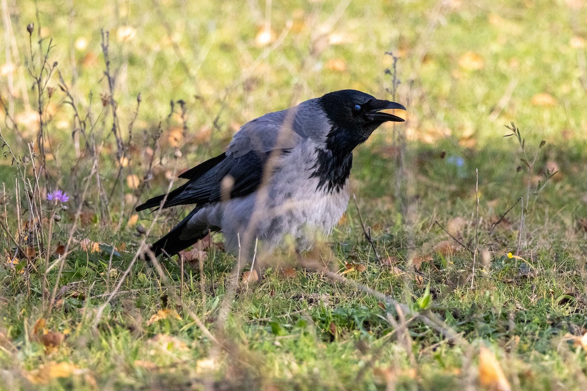 Саарал хэрээ - ML644417550