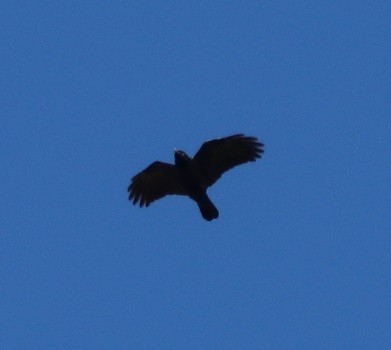 American Crow - ML644417567