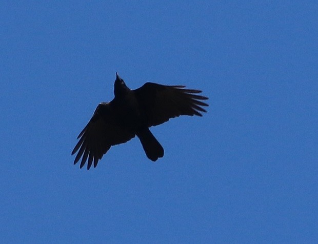 American Crow - ML644417568