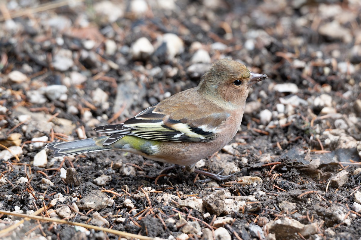 Common Chaffinch - ML644417571